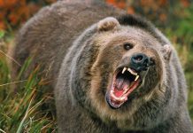 Dow’s Historic Losing Streak Could Signal Major Market Shift